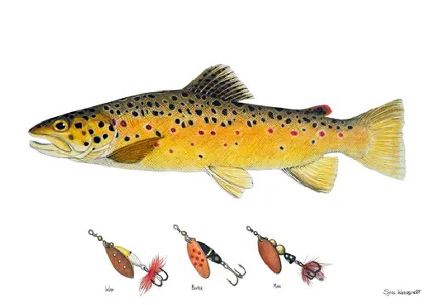 Framed Poster  Brown Trout