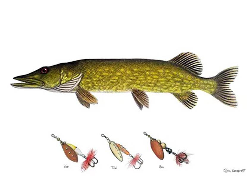 Framed Poster  Pike